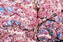 Sakura: il significato spirituale dei fiori di ciliegio giapponesi